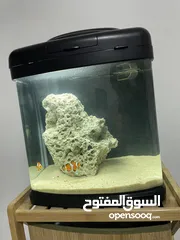  1 Salt water Aquarium Clownfish(Nemo)