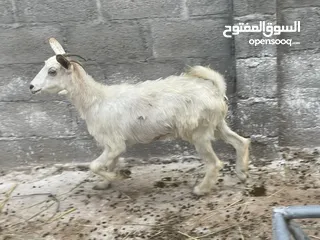  2 أغنام للبيع