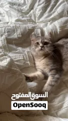  1 قطه تطلب تزاوج