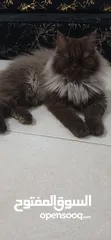  7 قطط للبيع نوع شانشلا