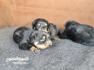  9 جراو روت وايلر جامبو حجم ضخم