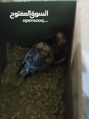  2 كوكتيل فراخ زق يدوي واحد ايزابل و واحد حبشي