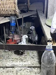  1 حمام للبيع في مادبا البيع كوم