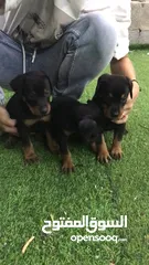  7 Doberman puppy