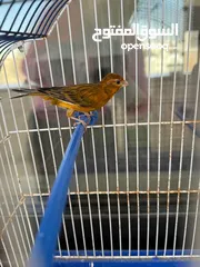  8 كناري 3 فحوله صوت نار  مع جميع اغراضهم