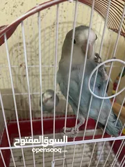  4 جوز روز اليفات مع كوخ و قفص