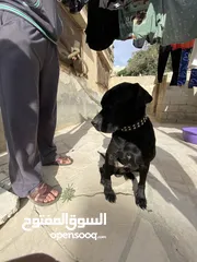  3 كلب مفقود ..