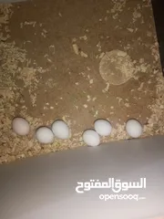  4 كوكتيل حبشي