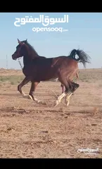  4 مهر عربي دم سورية نخب اول دم صافيه