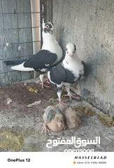 20 11 جوز مساويد، كشامره هومرات محيرات بواز مزهورات اسطنابله