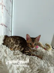  10 Bengal kittens
