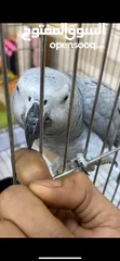  5 ببغاء كاسكو للبيع بسعر مغري جداً عمرو سنه و شهر و متكلم جدا صلاة النبي و أليف