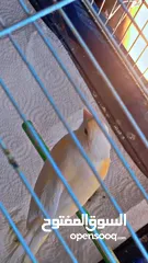  3 جوز كناري اغاتي وموزاييك