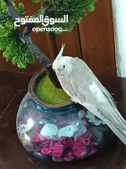  15 زوج كوكتيل وايت فيس