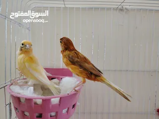  11 طيور كنار متعددة