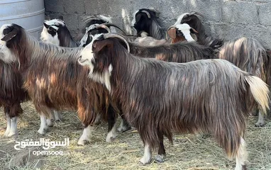  1 أغنام عمانيات الحجم الكبير جباليات شي للتربيه وشي للذبح من حلال بني سعيد مصدرهن من قطيع واحد كلهن