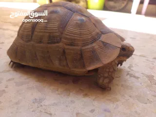  1 حيوانات اليفه وجميله سبحان الله