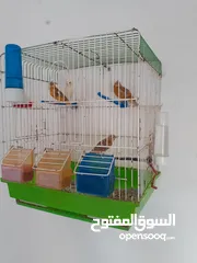  1 عصافير كناري