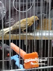  2 كنار للبيع الحبة