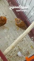 23 جوز كنار نحاسيات نار