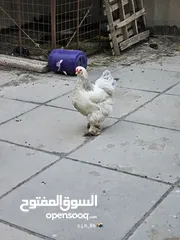  3 دجاج براهما