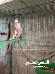  2 كوكتيل وايت فيس