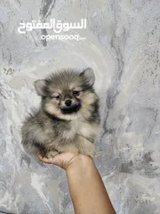  10 Mini Pomeranian puppies