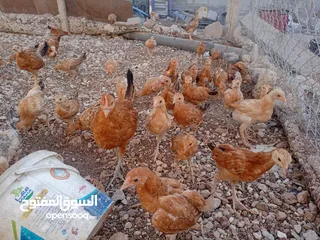  13 صوص بلدي عمر 38 يوم   صوص بلدي عمر 18 يوم