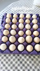  4 بيض مخصب مناسب للتفقيس. هجين عماني فرنسي