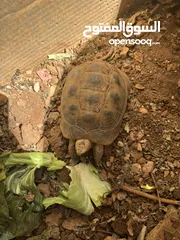 3 سلاحف للبيع