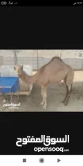  4 بكره باطنيه