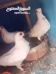  1 حمام جوز بولنديات