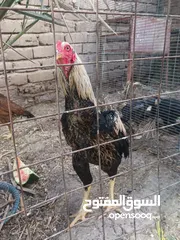  10 دجاج هراتي للبيع