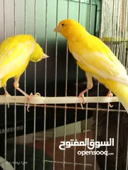  14 جوز كنار بناديق  شغال مع فرخهن