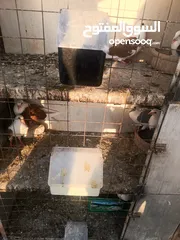  16 حمام مشكل زوجل مكتيف بلجكه جوز حمام انواع