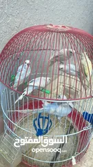  1 طيور حب صحه ونظافه