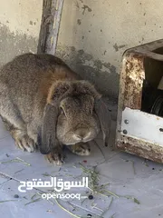  2 أرانب بصحة فوق الممتازه و مأكل ومشرب من افضل ما يكون مختلفة الأنواع و الأحجام والأعمار للبيع حصرا