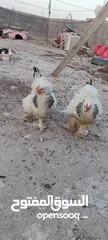  1 دجاج براهما للبيع