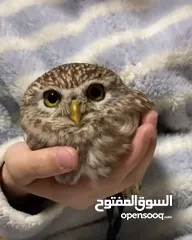  4 مطلوب جهاز للبدل على طيور. وددفع الفرق او للبدل للتواصل الرقم داخل التفاصيل واتساب