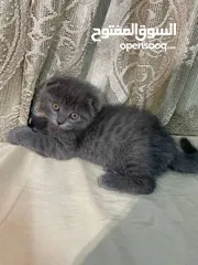  8 قطط بريتش ستريت وفولد للبيع