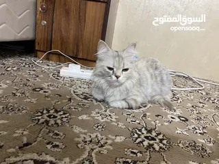  2 قطه شيرازي غير معقمه