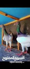  2 جواز نخب اول+ مخاليف