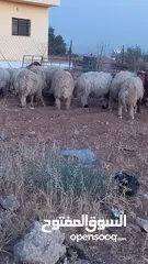  4 خرفان وعبر العدد 29 مسكرات لحم بالصلاه على النبي