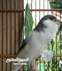  1 عصافير كنار جوزين