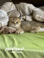  4 قطة سكوتش فولد مكس جولدن تابي جميلة جدا و لعوبة العمر ثلث اشهر متعودة على اليتر بوكس