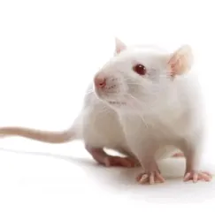  1 فئران تجارب