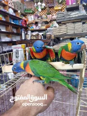  3 يتوفر ببغاء اليف زق يدوي  لوري اليف قرين شيك الي كوكتيل اليف  دره اليف  روز اليف  فشر اليف  حب اليف