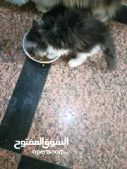  4 قطط منزلية بمختلف الانواع