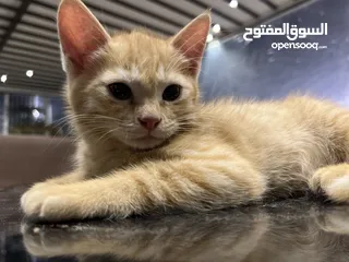  1 Arab cat (orange)