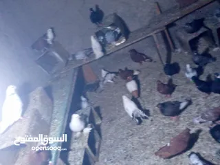  9 جوز حمام يمامه للبيع صحه ونضافه وشغال